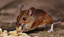 24 Hour & Emergency Exterminators in Oak Park, NC